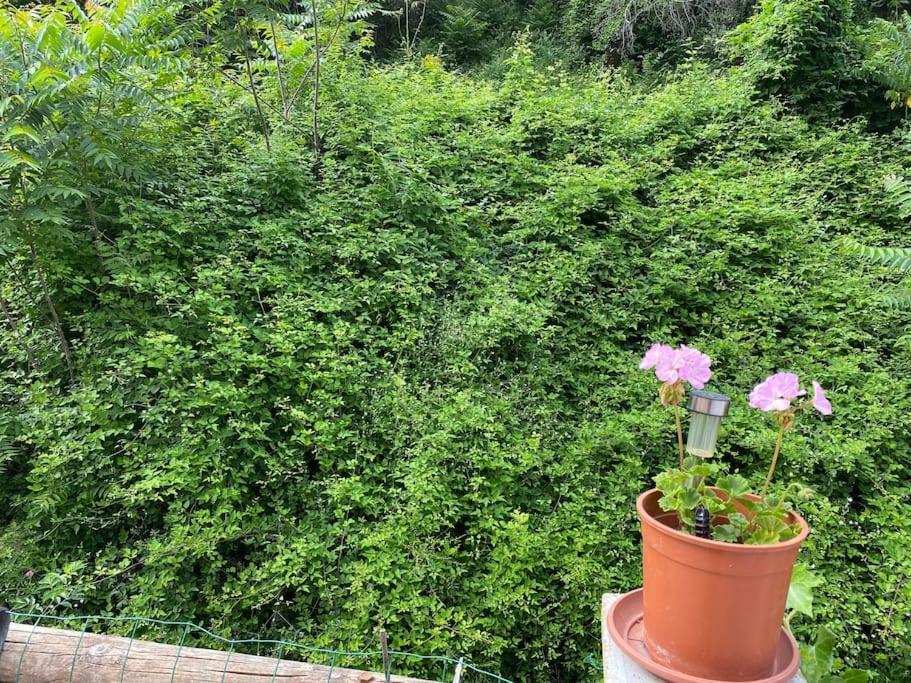 Villa Serenice - F2 Au Calme, Climatise, Wifi Et Parking Gratuit Екстериор снимка